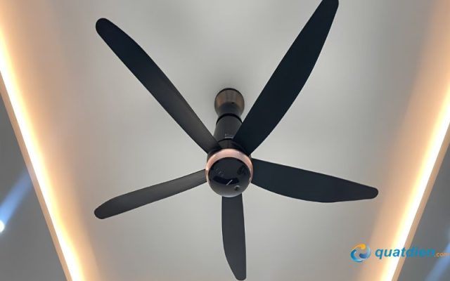 Thiết kế 5 cánh màu đen hiện đại