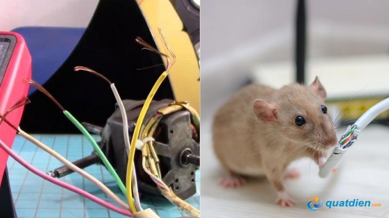 Dây điện quạt bị chuột cắn làm mất nguồn