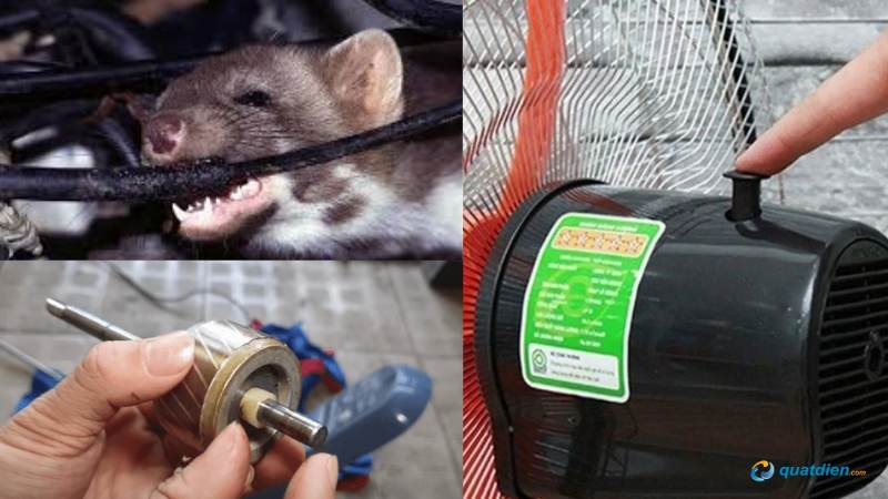 Chuột phá hoại khiến dây nguồn bị đứt